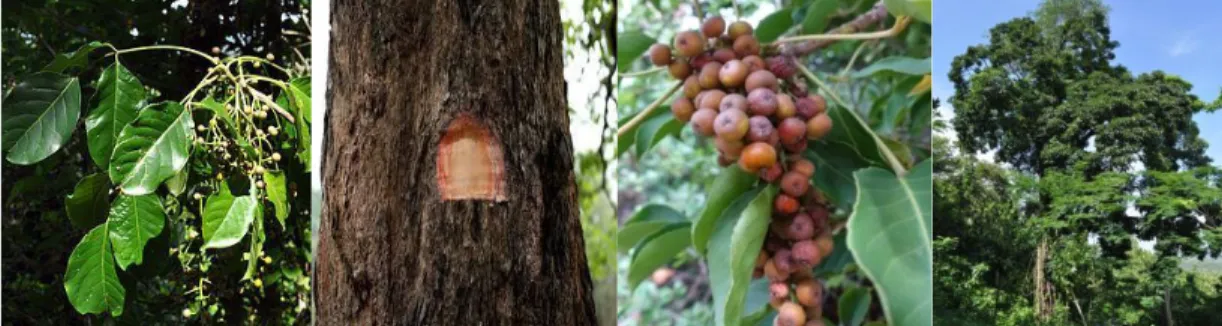 Gambar 2.1 berurut dari kiri ke kanan : a) Daun Sikkam, b) Batang Sikkam,  c) Buah Sikkam, d) Tumbuhan Sikkam (sumber gambar : Google search) 