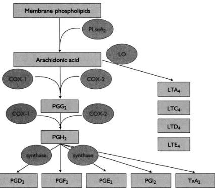 Gambar 2 : Biosintesis Prostaglandin dan Leukotrien. PLseA2, phospholipase A2; LO, lipoxygenase; COX, cyclooxygenase; PG, prostaglandin; TxA2, thromboxane; LT, leukotriene