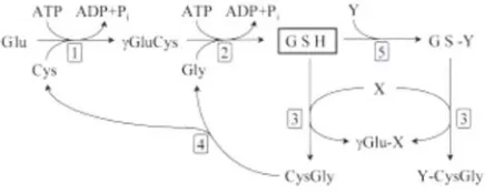 Gambar 6.Metabolisme glutathion (GSH)