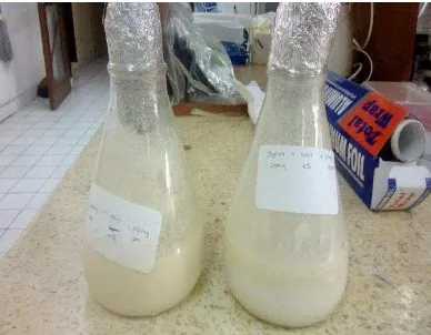 Gambar 7 Yoghurt sinbiotik pisang terpilih dengan perbandingan susu sapi : puree pisang Ambon 1:1 