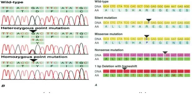 Gambar 1.(a) Hasil analisis titik mutasi basa – ganda pada MDR – TB dan (b) Hasil analisis