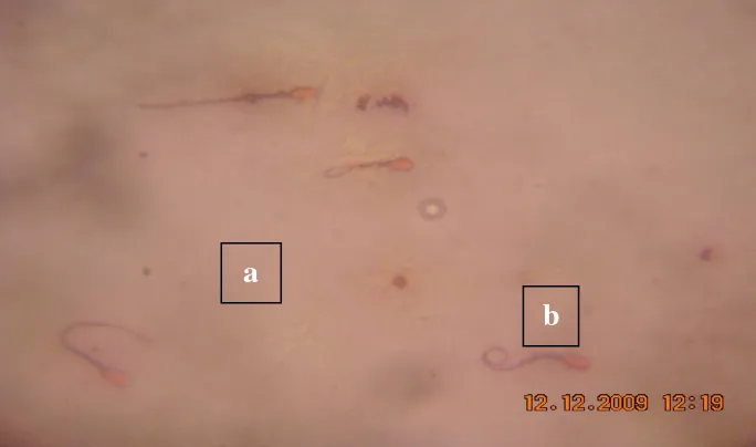 Gambar 1. Integritas membran plasma spermatozoa kambing peranakan Boer kontrol yang diamati dengan mikroskop cahaya pembesaran 400 X;  a) spermatozoa dengan membran plasma utuh  b) spermatozoa dengan membran plasma rusak 