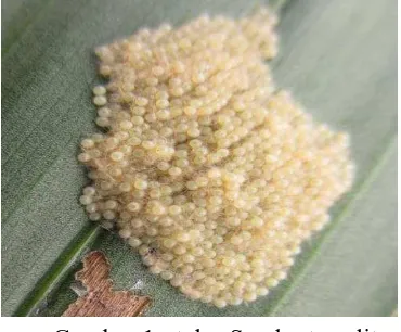 Gambar 1 : telur Spodoptera litura  