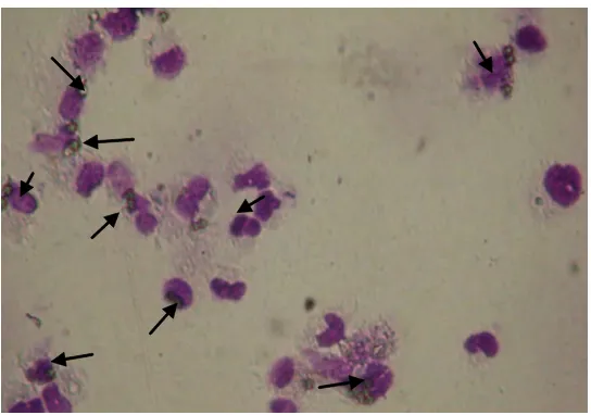 Gambar 1. Indeks fagositosis makrofag pada berbagai kelompok perlakuan
