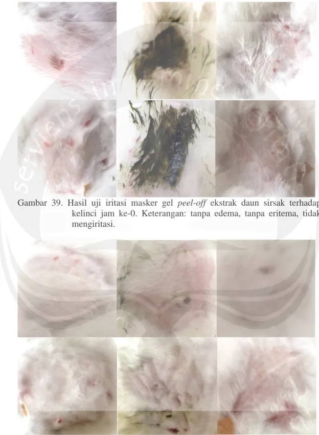 Gambar  39.  Hasil  uji  iritasi  masker  gel  peel-off  ekstrak  daun  sirsak  terhadap  kelinci  jam  ke-0