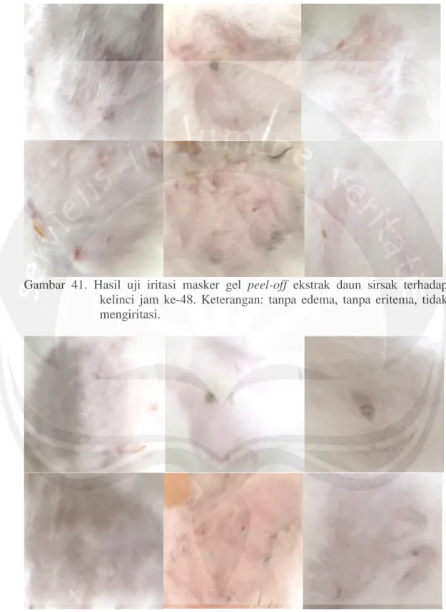 Gambar  41.  Hasil  uji  iritasi  masker  gel  peel-off  ekstrak  daun  sirsak  terhadap  kelinci  jam  ke-48