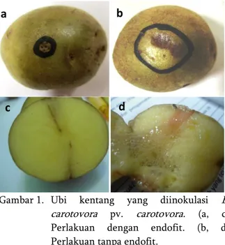 Gambar 1.  Ubi  kentang  yang  diinokulasi  E.  carotovora  pv.   carotovora .  (a,  c)  Perlakuan  dengan  endofit