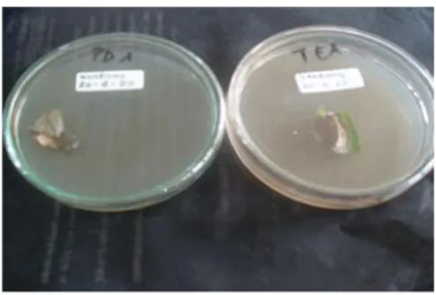 Gambar 1: Busuk daun (late blight) pada daun tanaman kentang oleh kapang patogen Phytophthora infestans