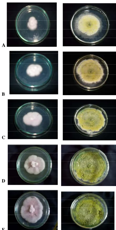 Tabel 1. Persentase Penghambatan Trichoderma