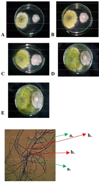 Gambar 10. Penampakan mikroskopis pelilitan hifa  Trichoderma  sp. terhadap Phytophtora infestans