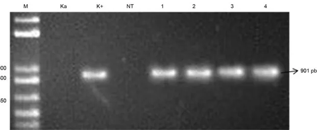 Gambar 4. Hasil  PCR  dengan kombinasi primer 35S-F dan CsNitr1-L-R. M = marka DNA (1 Kb ladder plus); Ka = Kontrol air; K+ =  Nipponbare trangenik 4.1; NT = varietas Ciherang non  transgenik; 1-4 = galur introgesi G3, G7, G8, G11