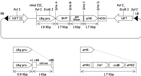 Gambar 1.  Vektor  pANDA  digunakan  untuk  konstruksi  RNAi  berukuran  20  kb  (Miki  and  Shimamoto  2004)