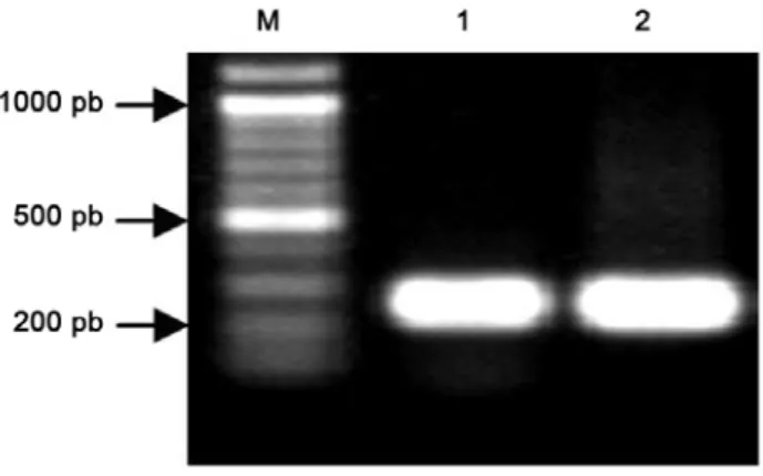 Gambar 3. Hasil PCR menggunakan pANDA/3’UTRMmpma sebagai cetakan dan pasangan Ubq-F dan Gus-R serta Gus-F dan Nost-R  sebagai primer