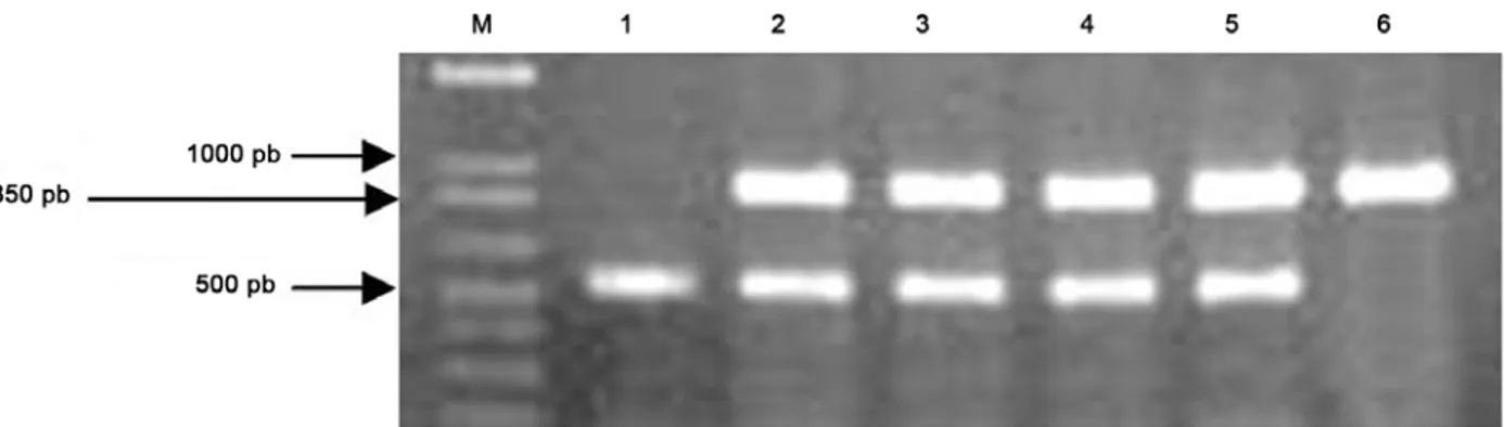 Gambar 6. Hasil PCR menggunakan DNA dari 4 tanaman transgenik independen (kolom 2-5), DNA tanaman kontrol (kolom 1), dan vektor  RNAi (kolom 6) sebagai cetakan dan pasangan UbiF1 – GusR1 sebagai primer