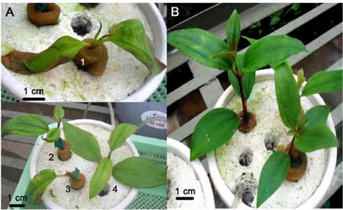 Gambar 8.  Pertumbuhan akar tanaman transgenik dan non-transgenik pada media hara (Watanabe et al., 2001) yang mengandung 3.2 mM  AlCl 3 .6H 2 O dan pH 4 selama 7 hari