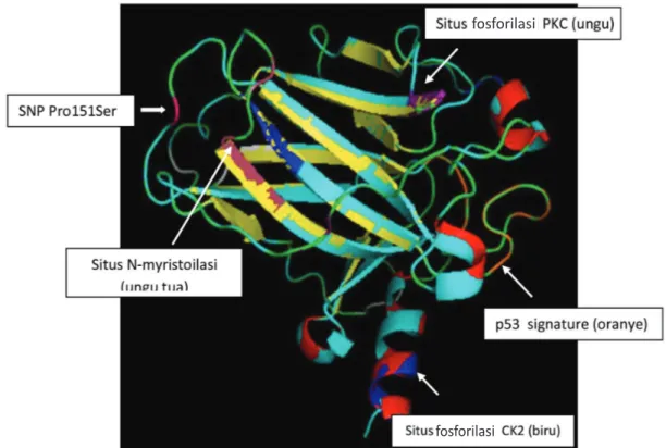 Gambar 10. Hasil visualisasi superimposed protein p53 normal terhadap mutan Pro151Ser dengan menggunakan 