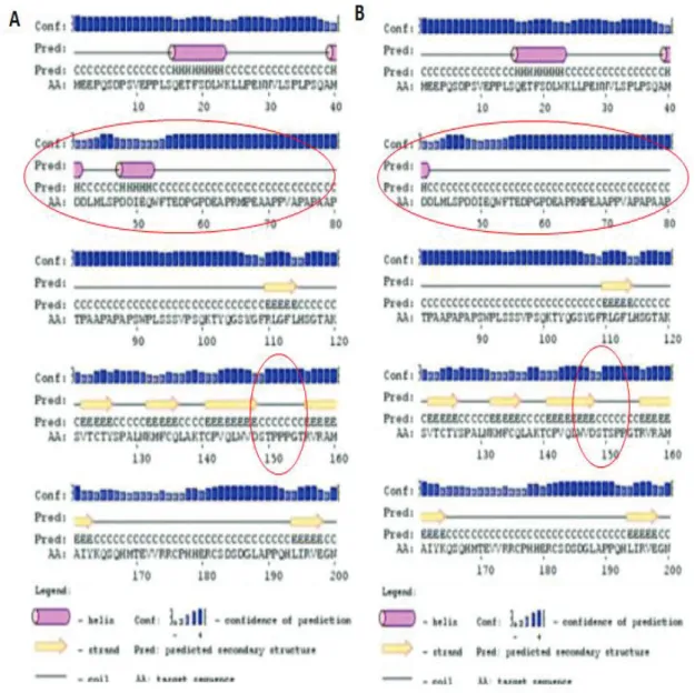 Gambar  5. Struktur sekunder protein TP53 normal (A) dan TP53 Pro151Ser mutan (B). Posisi mutasi ada                      pada residu ke 151, struktur berupa coil