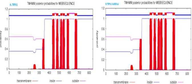 Gambar 9. Prediksi membran heliks menggunakan software TMHMM untuk protein    TRPV1 normal (A)  dan TRPV1 Ile585Val mutan (B).