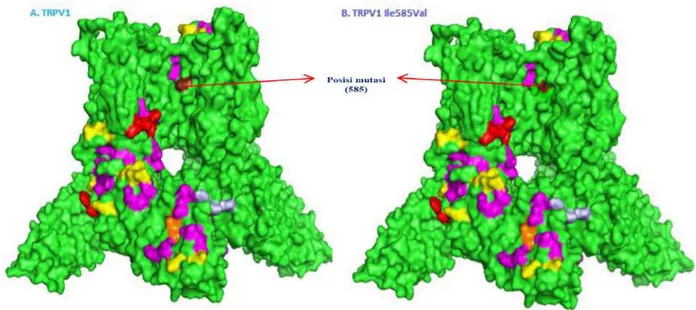 Gambar 14. Struktur 3D protein TRPV1 normal (A) dan TRPV1 mutan (B).Situs aktif à Merah: CAMP;    Ungu: CK2;  Kuning: PKC;  Nila: Myristoilasi;    jingga: ASN-glykosilasi; silver: Tyrosin kinase.