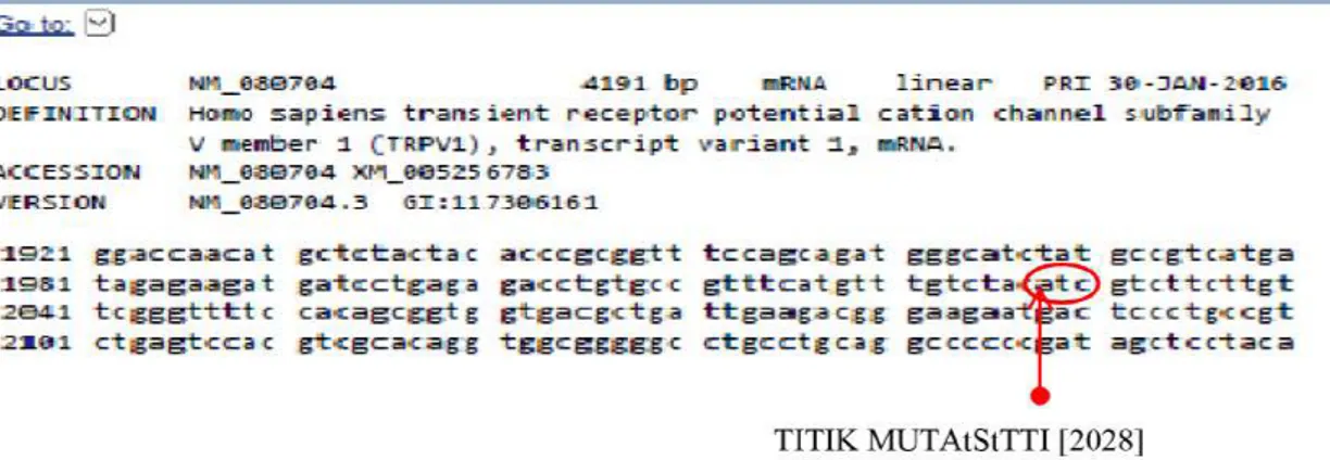 Gambar 15.  Refseq mRNA (NM_080704.3) TRPV1 Homo sapiens. Dengan titik mutasi pada  posisi basa 2028  yang mengubah kodon ATC menjadi GTC.