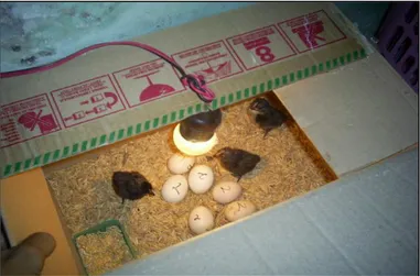Gambar 3. Praktek Penetasan Telur dalam Inkubator 