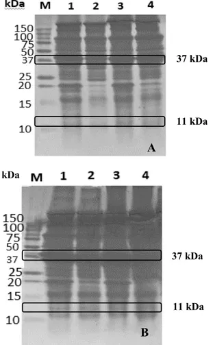 Gambar 2.   Profil protein pada Lendir                       Gonggong. Lendir gonggong                        bercangkang tebal (Lb); Lendir                       gonggong bercangkang tipis                       (Lp)