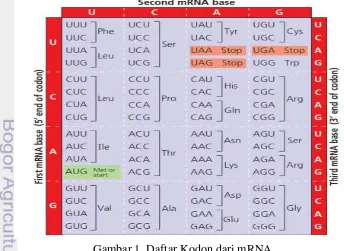 Gambar 1  Daftar Kodon dari mRNA 