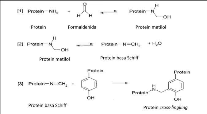 Gambar 3.   Reaksi  formaldehida dengan protein dimulai dengan pembentukan metilol pada 