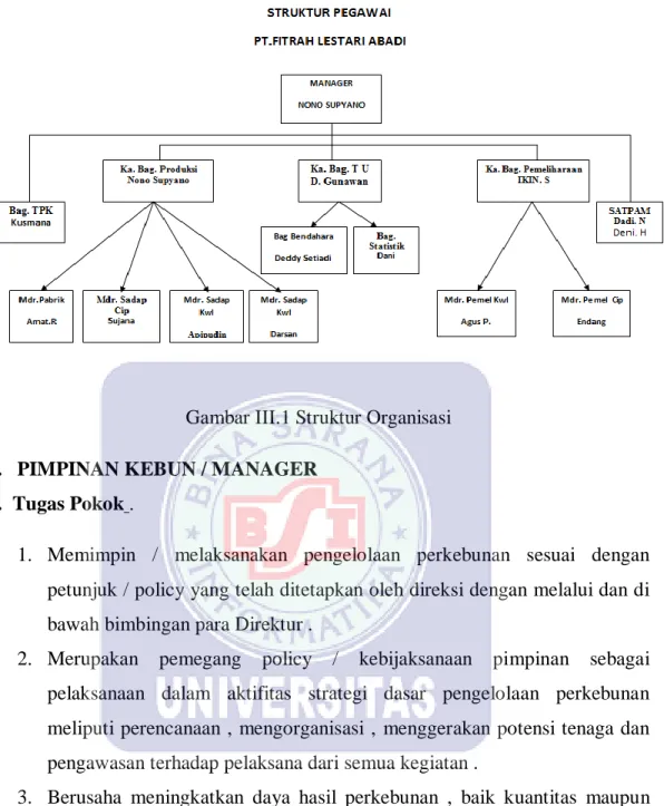 Gambar III.1 Struktur Organisasi  1.  PIMPINAN KEBUN / MANAGER  