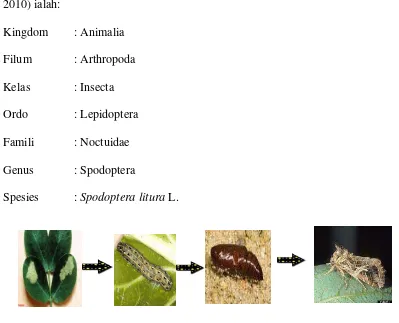 Gambar 2 : Siklus Hidup Spodoptera litura L. 