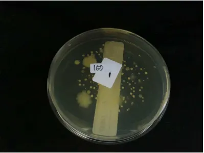 Gambar Lampiran 11. Media agar yang digunakan untuk koloni bakteri 