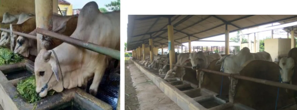 Gambar 2. Percobaan suplemen mengandung rumen protected lipid pada sapi potong jantan  penggemukan di Loka Penelitian Sapi Potong, Grati Pasuruan, Jawa Timur