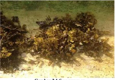 Gambar 2.1 Sargassum sp