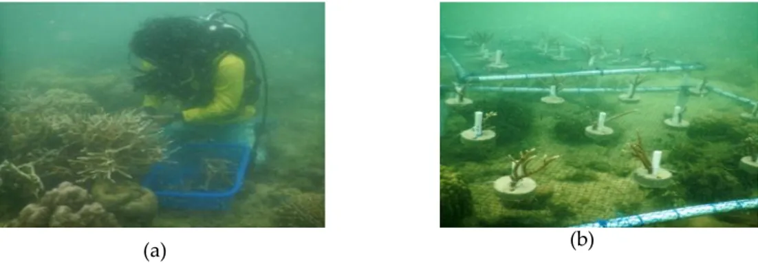 Gambar 9.  Pencarian bibit karang (a) dan peletakan meja transplantasi karang di perairan (b)  KESIMPULAN 