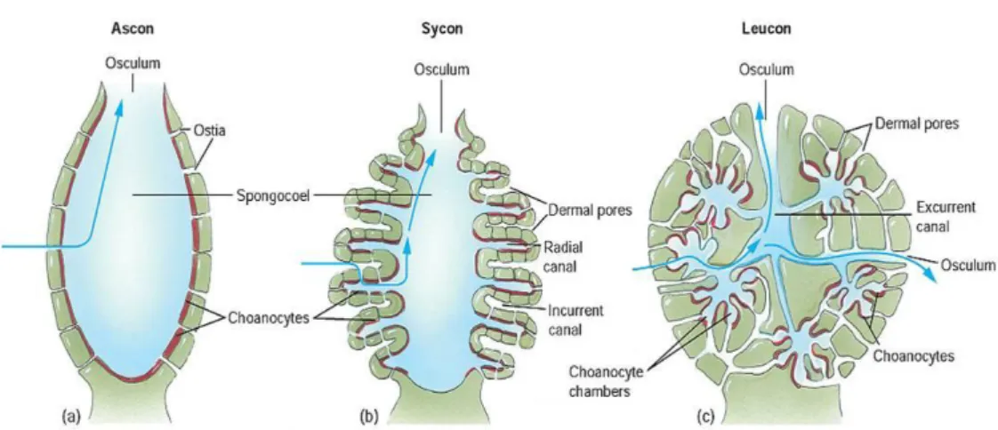 Gambar 2.2. Tipe-Tipe Saluran Air Porifera 10