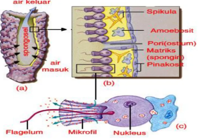 Gambar 2.3. Histologi Tubuh Porifera 13
