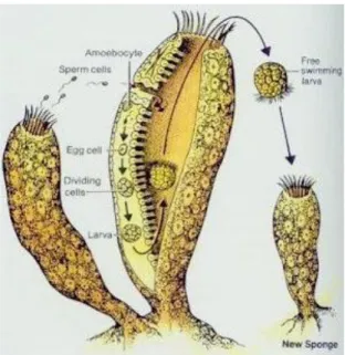 Gambar 2.8. Reproduksi Porifera 23