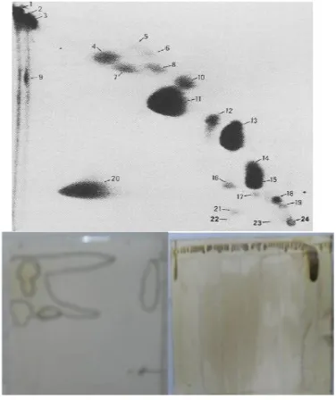 Gambar 4 (Dua Gambar Bawah) Hasil TLC Dua Dimensi Dari Crude Corn LecithinYang Dibandingkan Dengan Hasil Di Reference (Erdahl et al., 1973) (Atas)