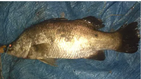 Gambar 2.1. Ikan Kakap Putih (Data Primer, 2018)       