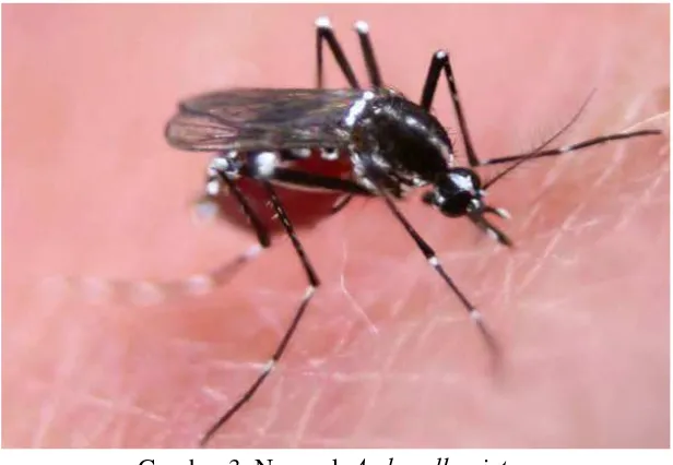 Gambar 3. Nyamuk Aedes albopictus 