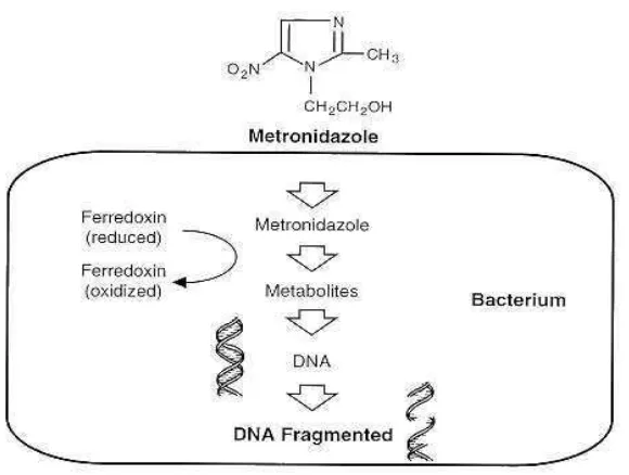 Gambar 2.2 Mekanisme metronidazol dalam memecah DNA 