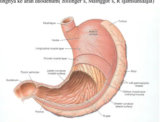 Gambar 2.1 .Anatomi gaster 