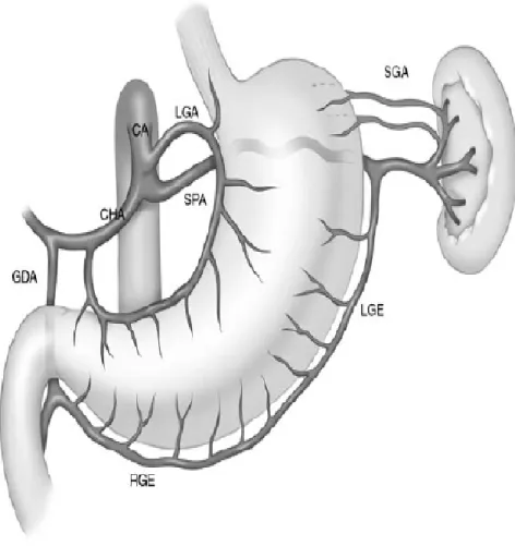 Gambar 2.2 Anatomi vaskularisasi gaster 