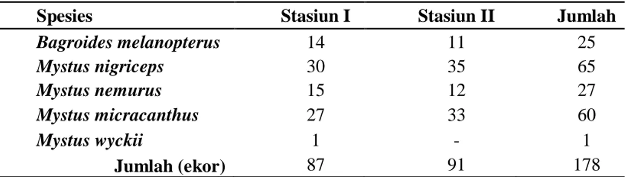 Tabel  1  Jumlah  Ikan-Ikan  Famili  Bagridae  di  Stasiun  I  (Desa  Mentulik)  dan  Stasiun  II  (Desa 