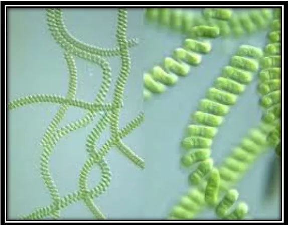 Gambar 3. Spirulina platensis (http://www.holistikhealth.com oleh Agung, 2014) 