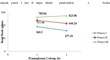 Gambar 4.Grafik Berat  Buah Tomat Akibat Pemberian Pemangkasan Cabang Air pada Panen 