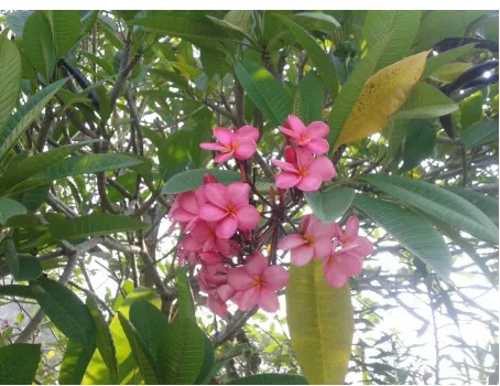 Gambar 2. Kamboja (Plumeria rubra L.) 