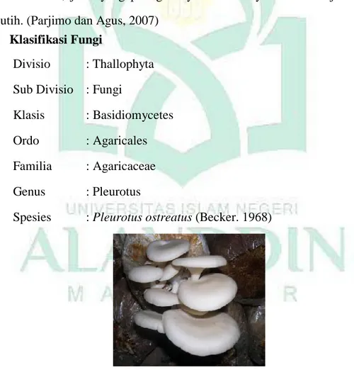 Gambar 1. Jamur Tiram Putih (Pleurotus ostreatus) (Susilawati, 2010) 