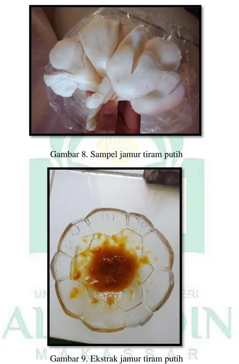 Gambar 8. Sampel jamur tiram putih 