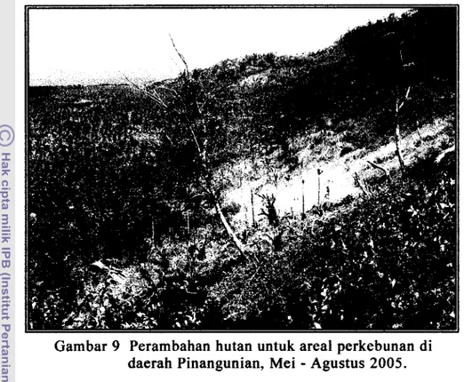 Gambar  di atas adalah  salah  satu  contoh  perambahan  hutan  untuk  dijadikan areal perkebunan  di daerah perbatasan antara Desa Pinangunian  dan CA  Gunung Duasudara